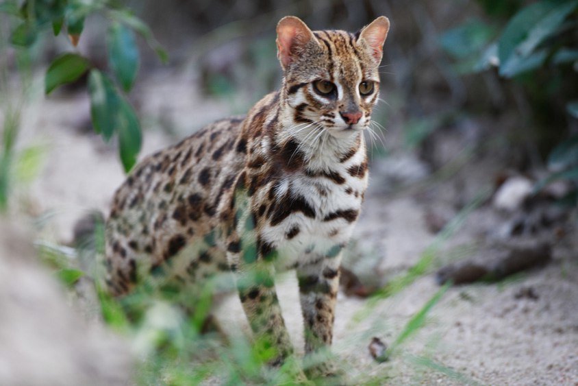 Азиатская леопардовая кошка характер